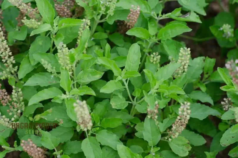 Green Leaf Tulsi Basil Seeds for Planting – Premium Organic Herb for Home Gardening, Aromatic & Culinary Variety