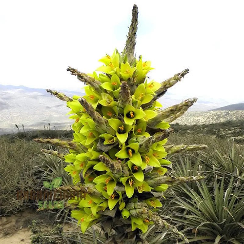 Puya Chilensis Flower Seeds For Planting, Growing Bold and Exquisite Blooms for Your Garden