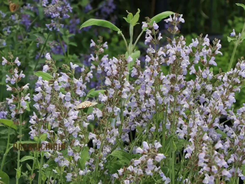 Salvia Maroccana Seeds for Gardening Enthusiasts | High-Quality Garden Seeds for Beautiful Blooms and Landscapes