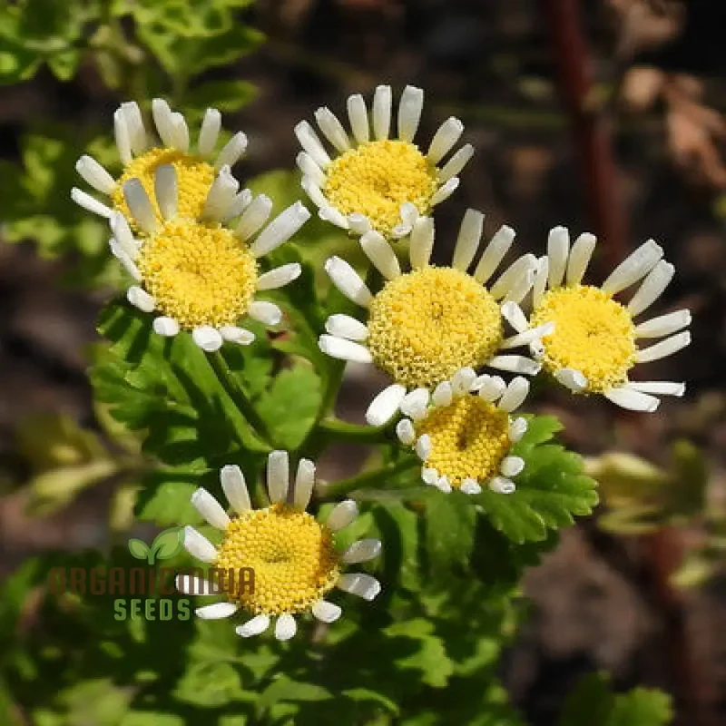Tanacetum Parthenium 'Malmesbury' Seeds for Your Serene Garden Haven â€“ Enhance Your Gardening Experience with Medicinal Herbs and Fragrant Blooms!