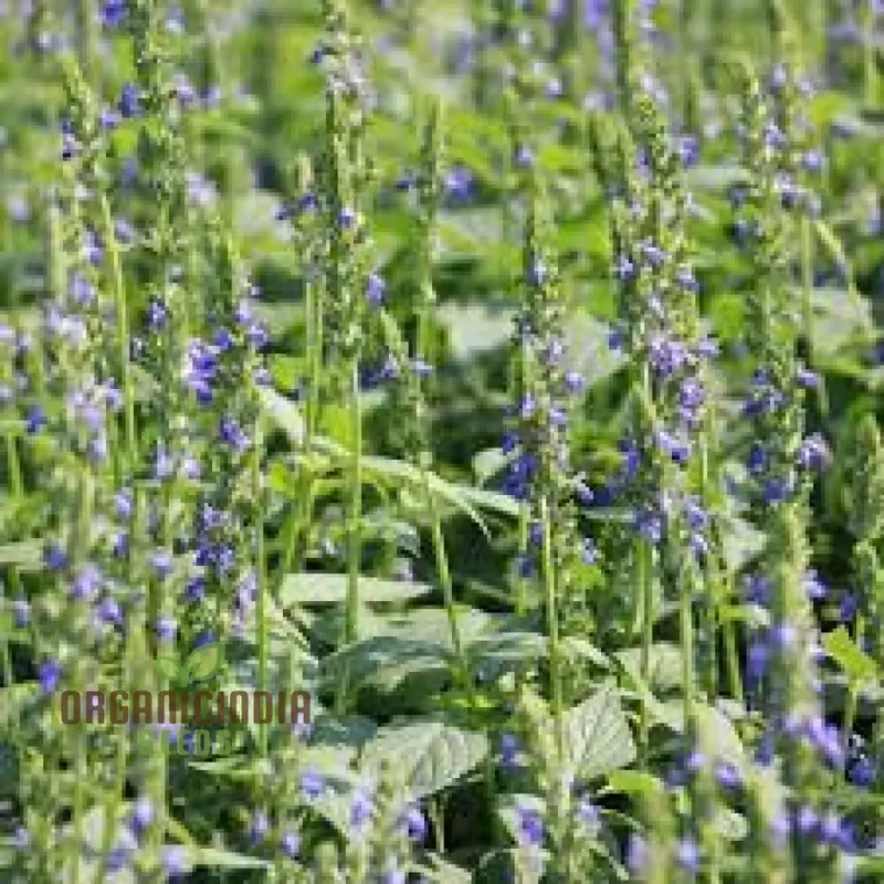 Organic Salvia Hispanica (Chia) Flower Seeds for Planting,Premium Quality Seeds for Planting and Healthy Gardens