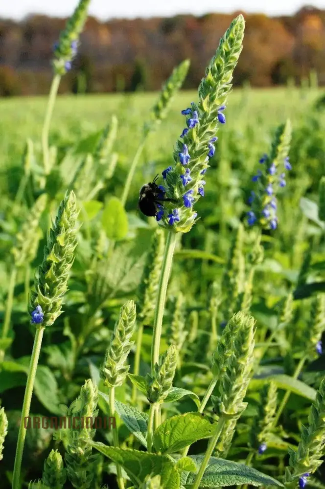 Organic Salvia Hispanica (Chia) Flower Seeds for Planting,Premium Quality Seeds for Planting and Healthy Gardens