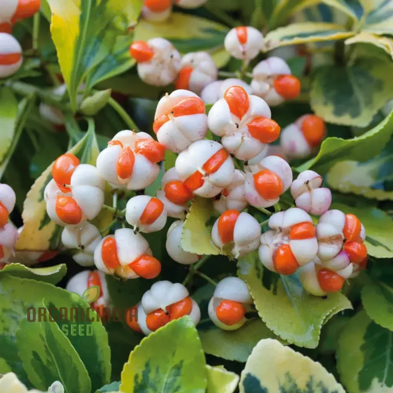 Euonymus Fortuneii 'Emerald 'N' Gold' Seeds - Hardy Planting Perennial with Variegated Foliage for Gardens and Landscapes