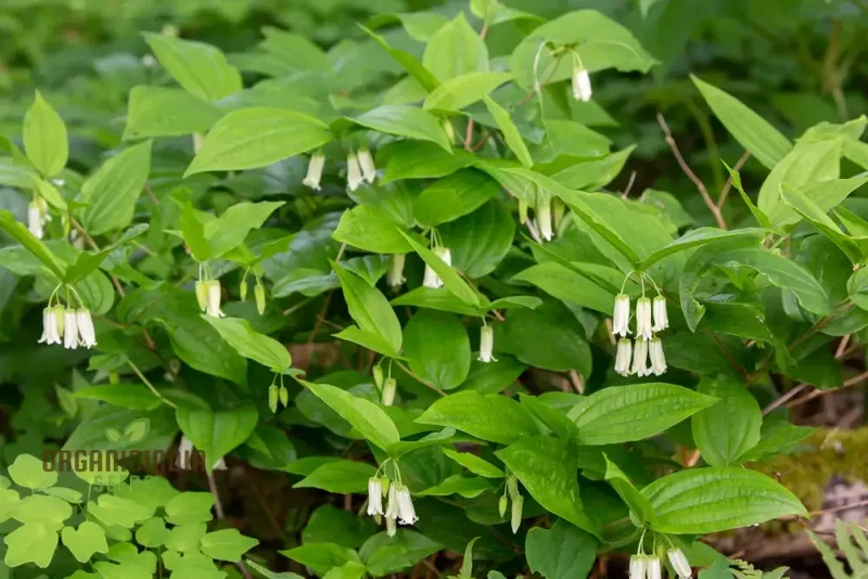 Disporum Smithii Flower Seeds For Planting, Graceful Additions to Your Garden