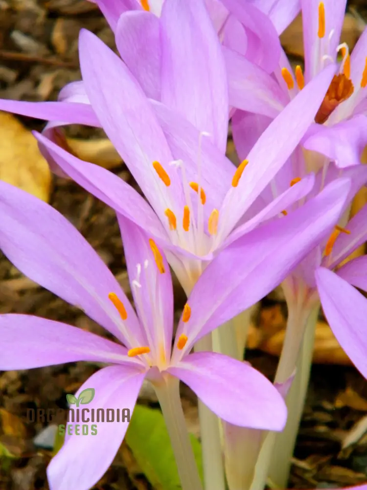 Colchicum Autumnale Flower Seeds for Planting, Premium Quality for Gardening