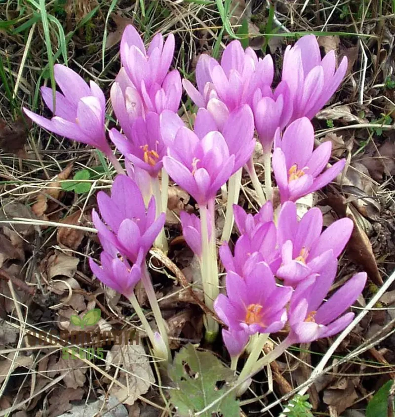 Colchicum Autumnale Flower Seeds for Planting, Premium Quality for Gardening