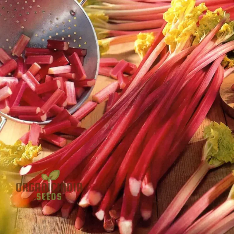 RHUBARB VICTORIA Seeds for Planting Your Garden | Buy Seeds Online