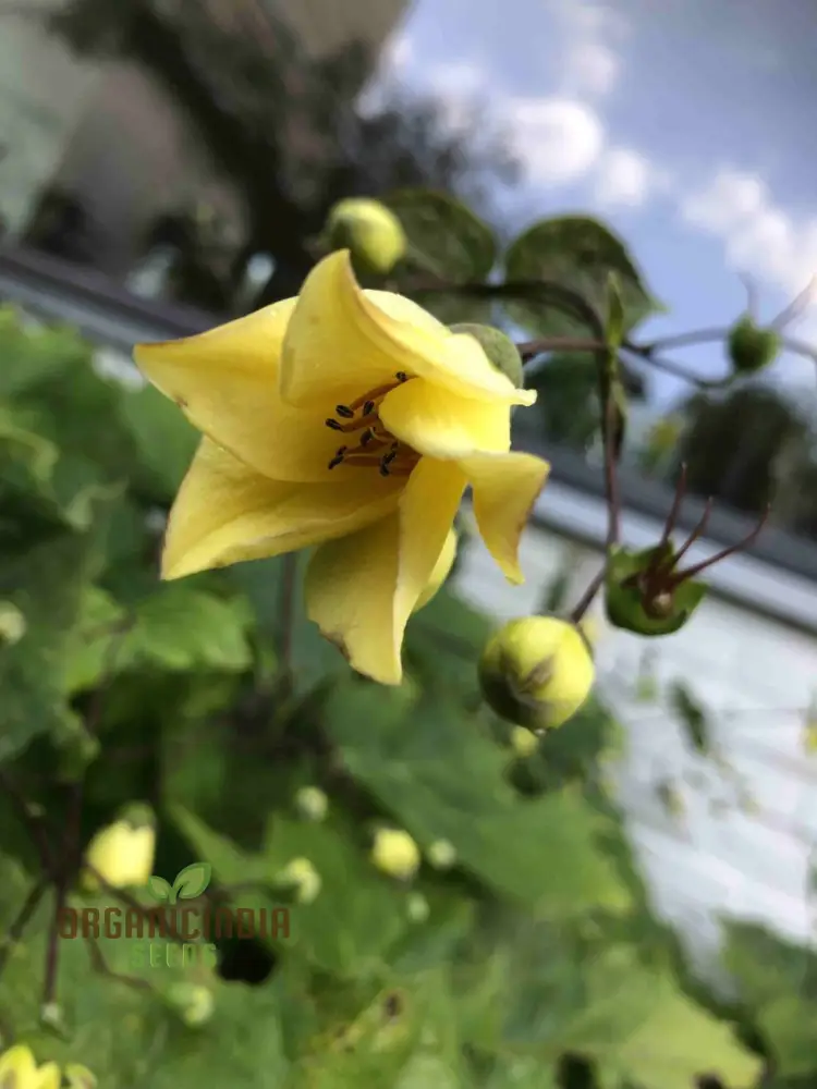 Kirengeshoma Seeds (Kirengeshoma Palmata Seeds) - Exquisite Beauty and Tranquility for Outdoor Spaces