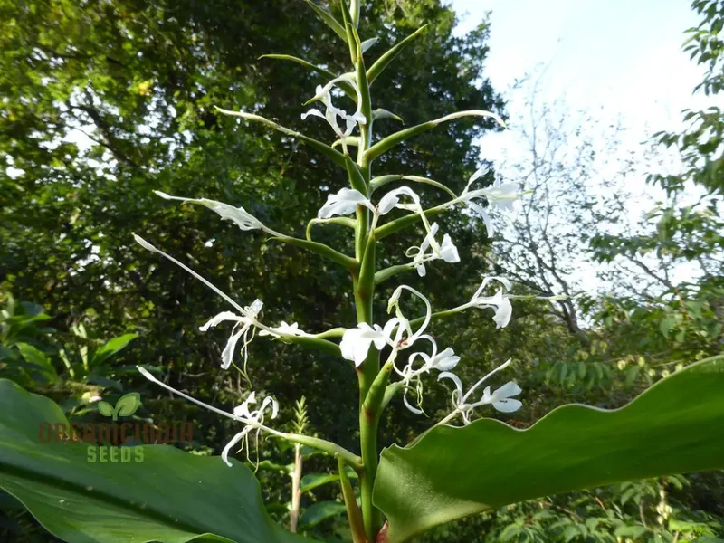 Hedychium Stenopetalum Seeds Exotic Ginger Lily for Vibrant Gardens Rare Seeds with Fragrant Blooms