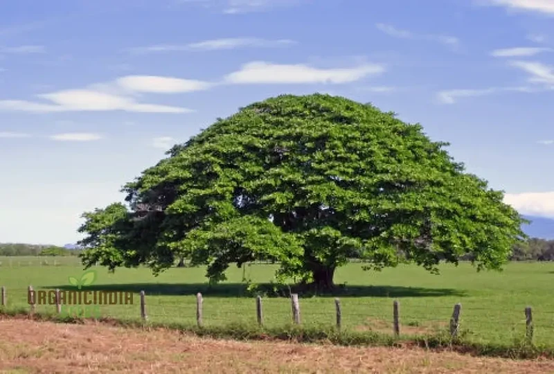 Enteolobium Cyclocarpum Tree Seeds, Growing a Majestic Shade Tree for Your Landscape