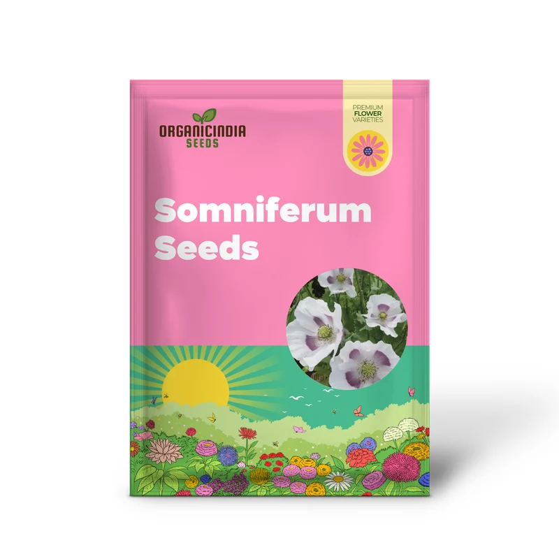 PAPAVER SOMNIFERUM 'MAANZAAD' Seeds - Premium Dutch Poppy Seeds for Beautiful Garden Blooms and Seed Collection