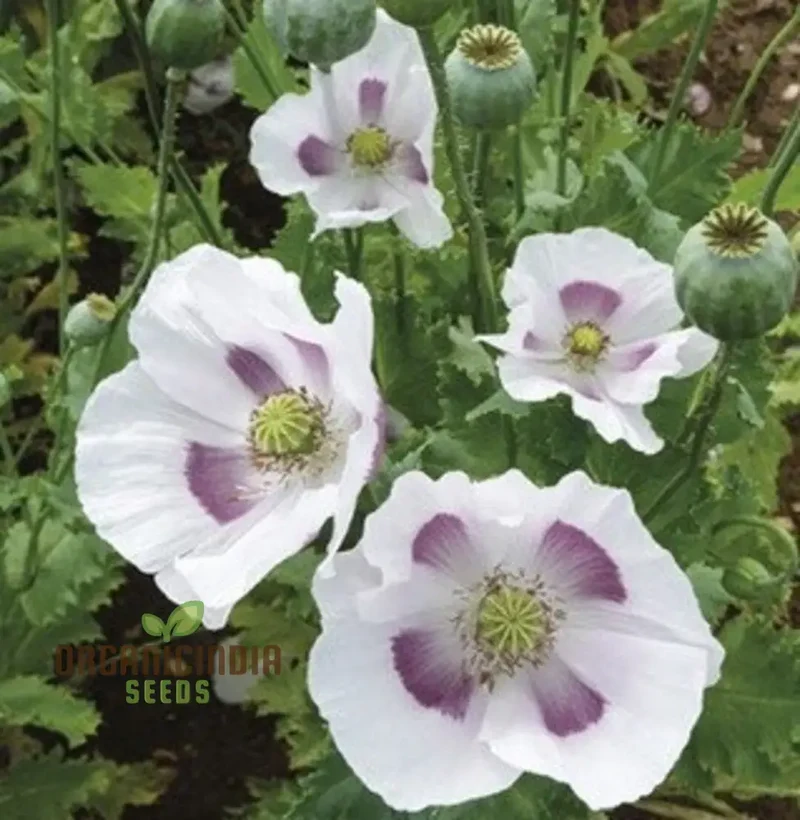 PAPAVER SOMNIFERUM 'MAANZAAD' Seeds - Premium Dutch Poppy Seeds for Beautiful Garden Blooms and Seed Collection