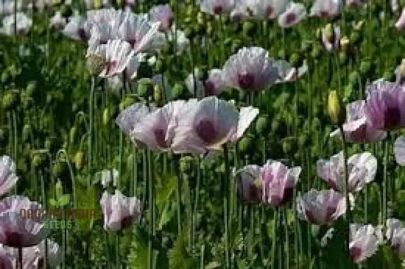 PAPAVER SOMNIFERUM 'MAANZAAD' Seeds - Premium Dutch Poppy Seeds for Beautiful Garden Blooms and Seed Collection