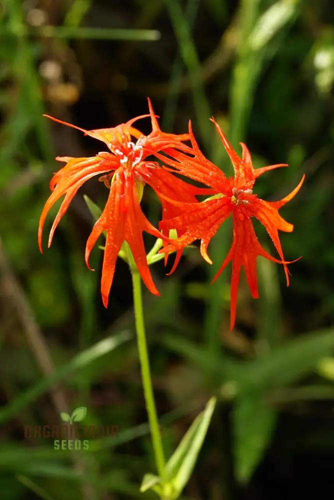 Lychnis Wilfordii Flower Seeds, Rare and Elegant Garden Addition, Premium Seeds for Gardening
