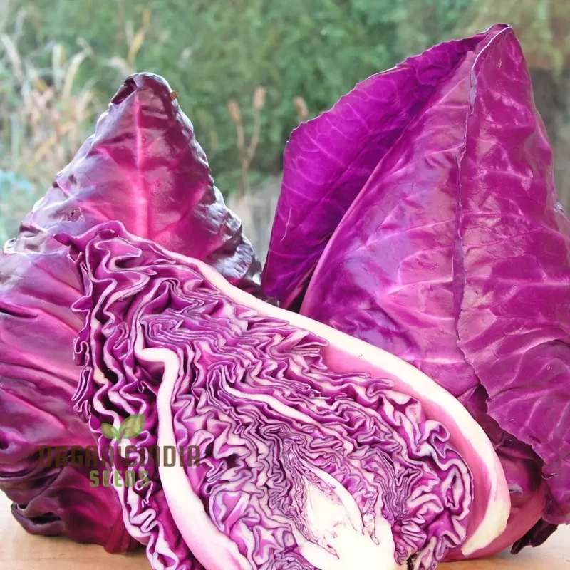 CABBAGE KALIBOS RED Seeds for Your Garden | Buy Seeds Online