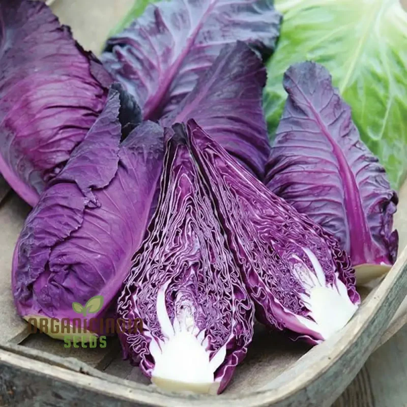 CABBAGE KALIBOS RED Seeds for Your Garden | Buy Seeds Online