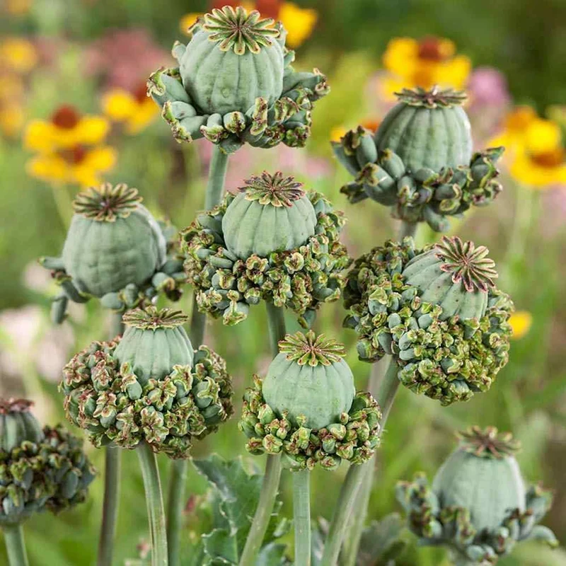 Papaver Somniferum 'Hens and Chickens' Seeds for Exquisite Garden Blooms | High-Quality Gardening Seeds
