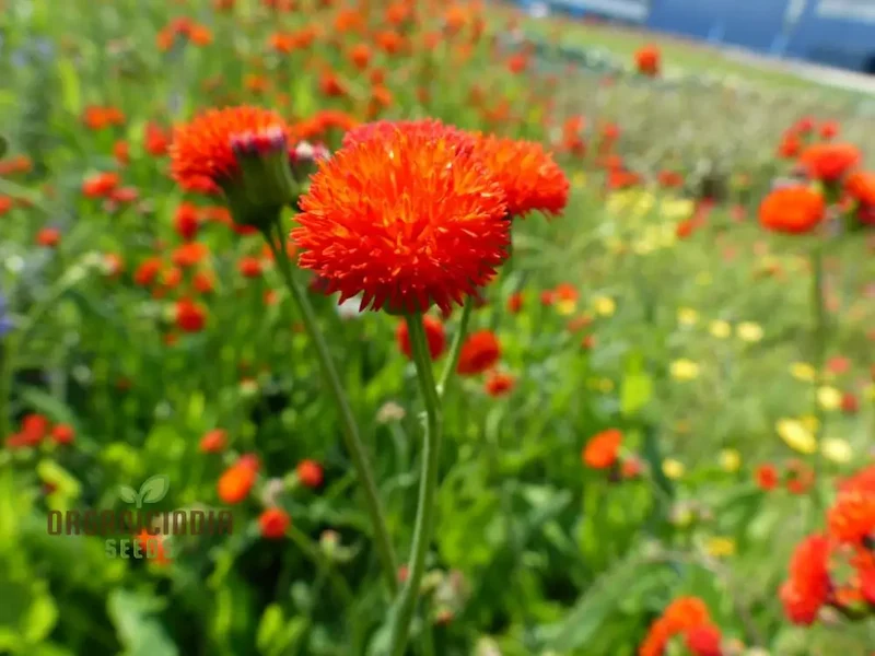 Emilia Sonchifolia 'Scarlet Magic' Flower Seeds For Planting, Adding Vibrant Color to Your Garden