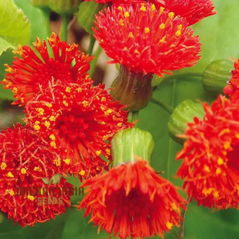 Emilia Sonchifolia 'Scarlet Magic' Flower Seeds For Planting, Adding Vibrant Color to Your Garden