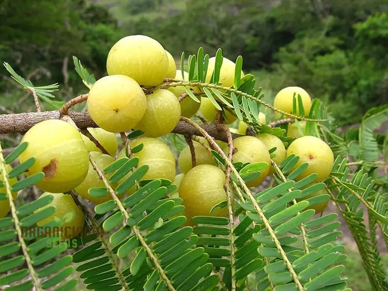 Phyllanthus Emblica Seeds for Thriving Gardens â€“ Cultivate Health and Beauty with These Nutrient-Rich Gems!