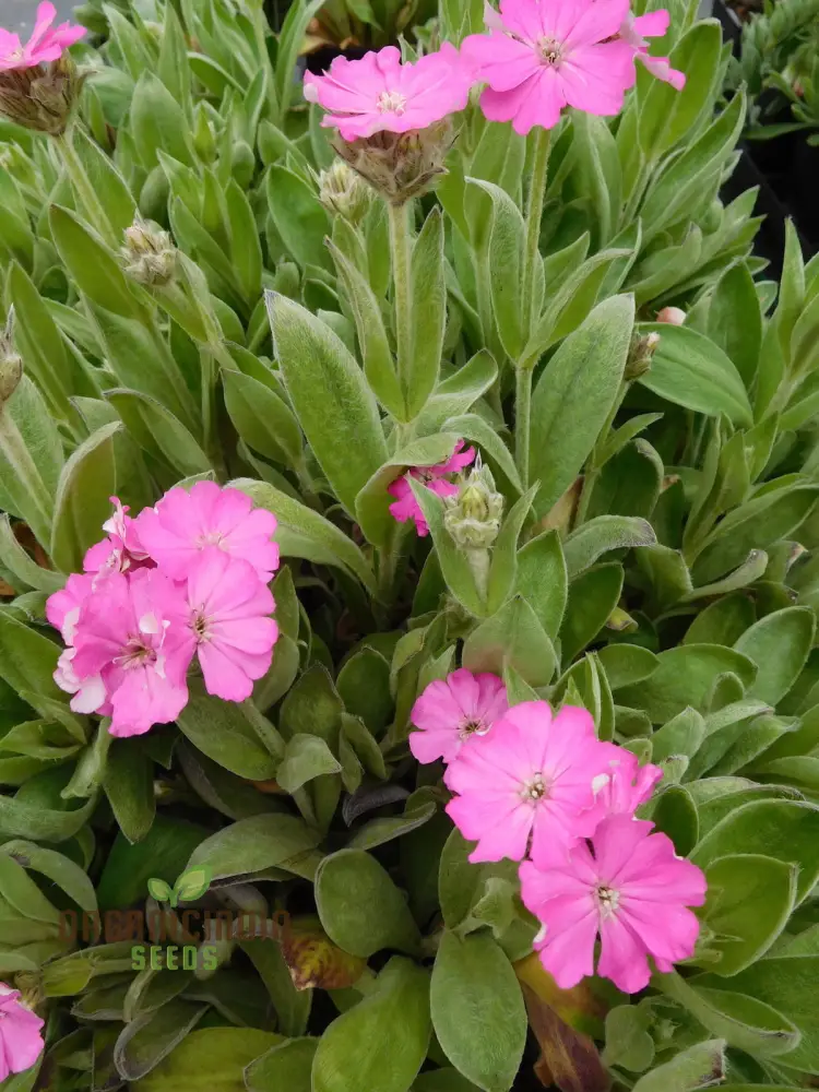 Lychnis Flos-Jovis Flower Seeds for Planting, Premium Seeds for Gardening