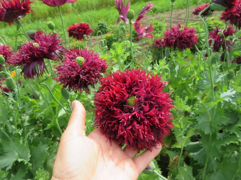 Papaver Somniferum 'Black Swan' Seeds for Stunning Garden Blooms | Rare Opium Poppy Variety for Gardening Enthusiasts