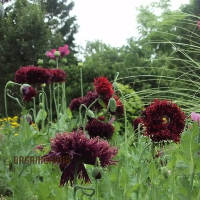 Papaver Somniferum 'Black Swan' Seeds for Stunning Garden Blooms | Rare Opium Poppy Variety for Gardening Enthusiasts