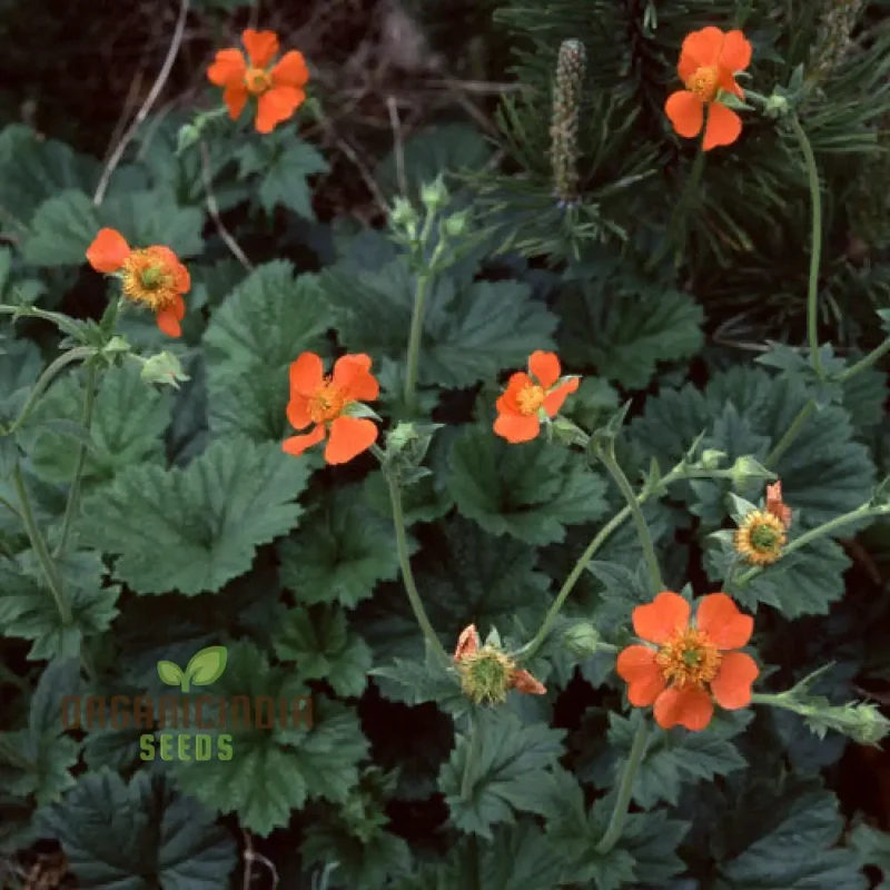 Geum Magellanicum Seeds : Hardy Perennial for Vibrant Gardens | Gardening Enthusiast's Choice