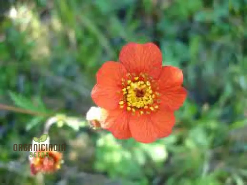 Geum Magellanicum Seeds : Hardy Perennial for Vibrant Gardens | Gardening Enthusiast's Choice