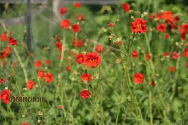 Geum Magellanicum Seeds : Hardy Perennial for Vibrant Gardens | Gardening Enthusiast's Choice