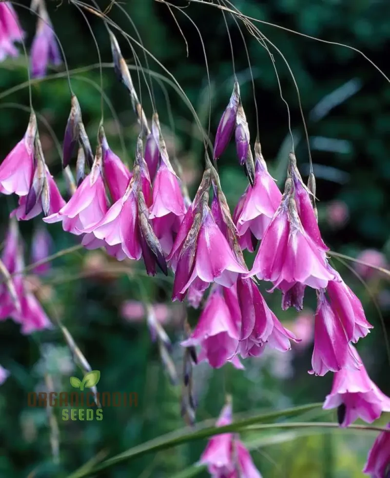 Dierama Fairy Wands Flower Seeds For Planting, Create a Magical Garden with These Graceful Blooms