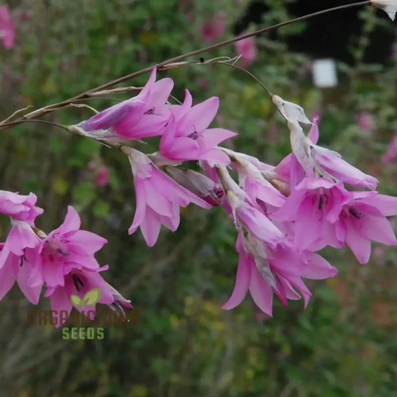 Dierama Fairy Wands Flower Seeds For Planting, Create a Magical Garden with These Graceful Blooms