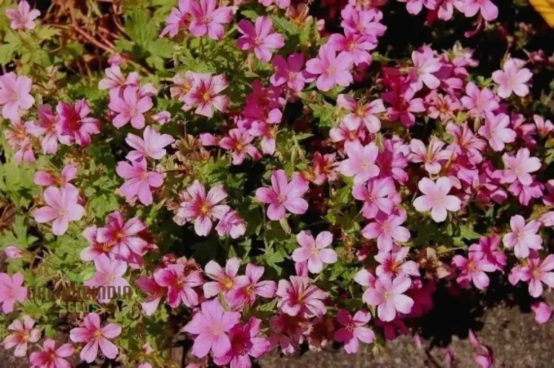Geranium Yoshinoi Seeds For Planting-Joy with Rare Floral Beauty and Long-lasting Blooms