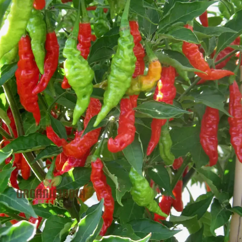 Pepper Fruity Volcano Seeds â€“ Exotic and Flavorful Addition to Your Garden