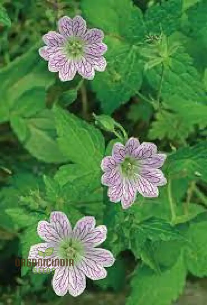 Geranium Seeds (Geranium Versicolor Seeds) - Vibrant Garden Beauty for Every Season