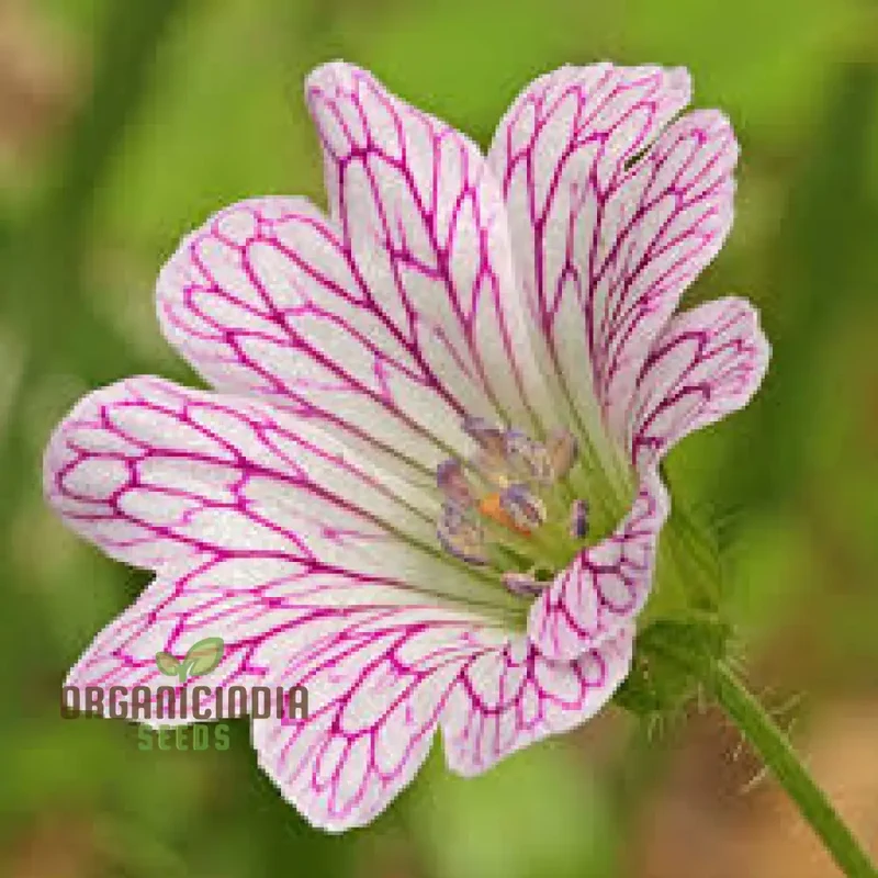Geranium Seeds (Geranium Versicolor Seeds) - Vibrant Garden Beauty for Every Season