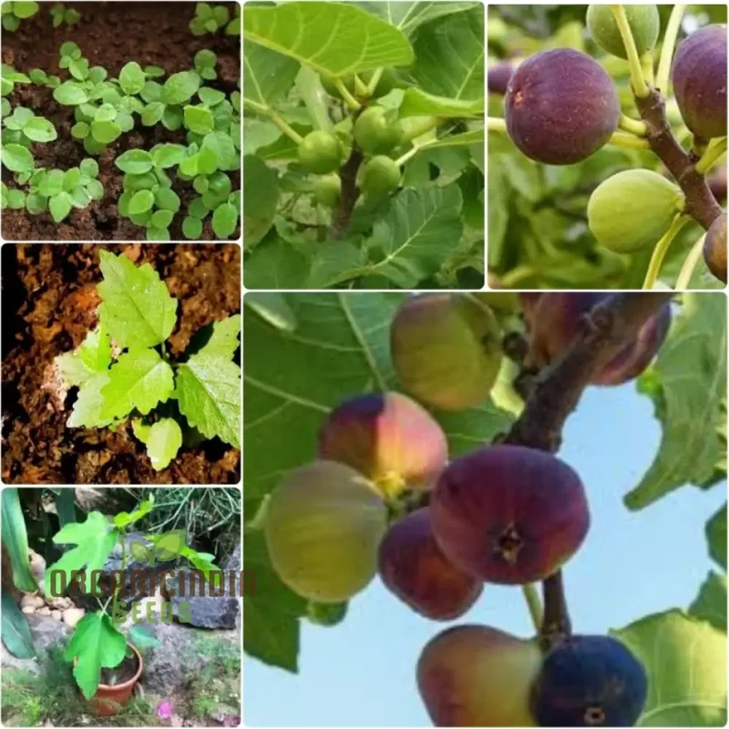 Ficus Auriculata Seeds for Planting - Buy Rare Exotic Fig Tree Seeds Online