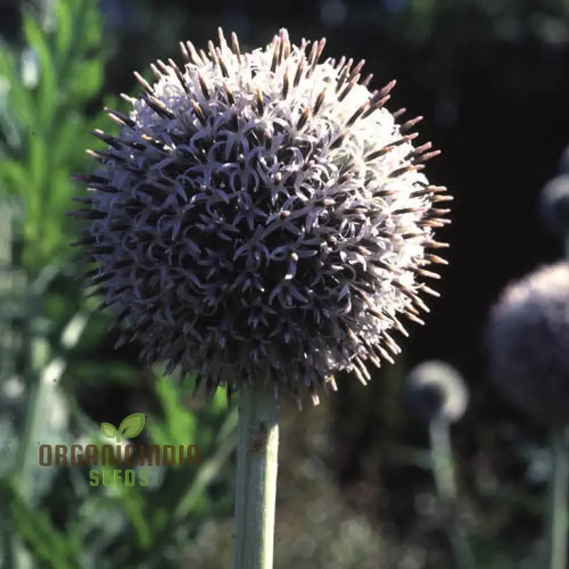 Echinops Tienshanica 'Blue Glow' Flower Seeds, Premium Quality Organic Seeds for Planting