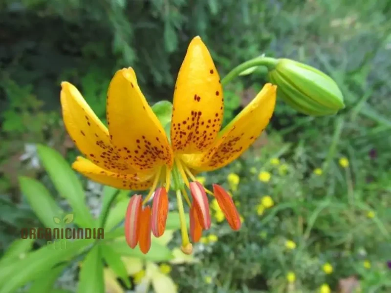 Lilium Hansonii: Premium Seeds for Your Garden's Flourishing Beauty and Graceful Elegance!