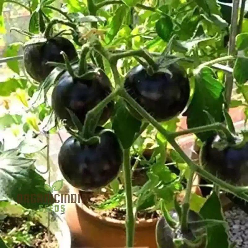TOMATO EIGHT BALL Seeds for Your Garden | Buy Seeds Online