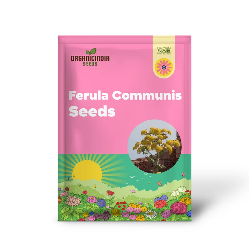 Ferula Communis Seeds - Hardy Perennial for Mediterranean Gardens - Planting Guide Included