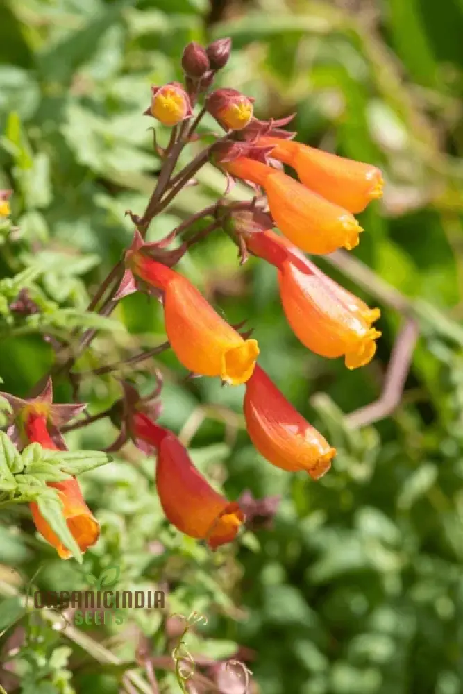 Eccremocarpus Scaber 'Tresco' Cream Flower Seeds For Planting, Soft Elegance for Your Garden Palette