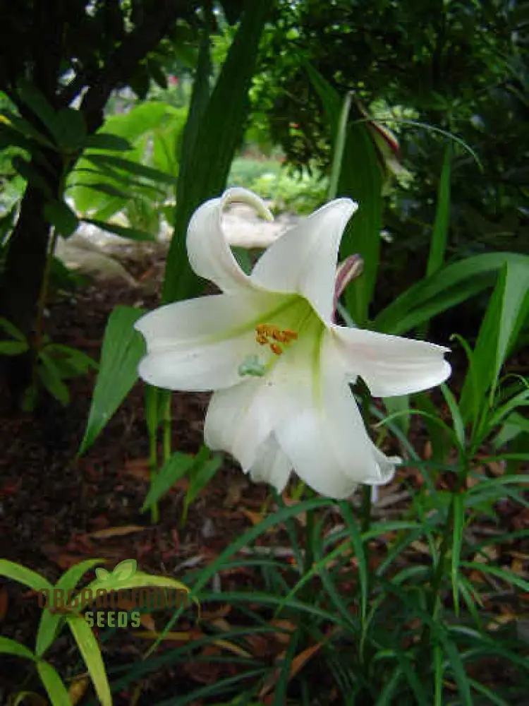 LILIUM FORMOSANUM VAR Flower Seeds for Planting
