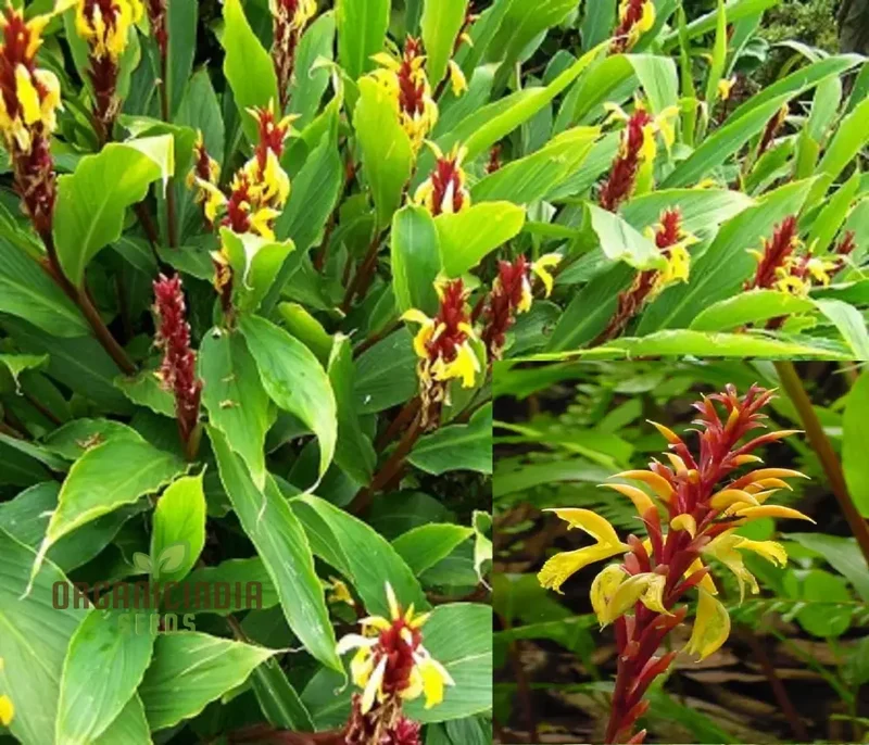 Cautleya Gracilis Flower Seeds for Planting, Premium Quality Seeds for Gardening