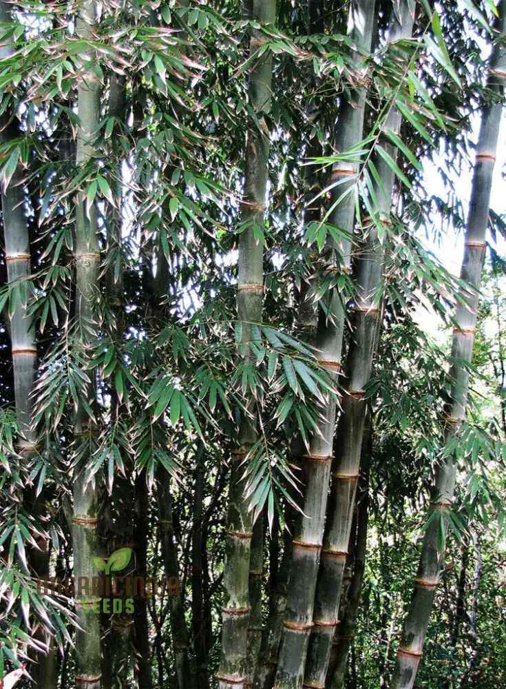 Dendrocalamus Strictus Planting Seeds, Cultivate Your Own Bamboo Haven
