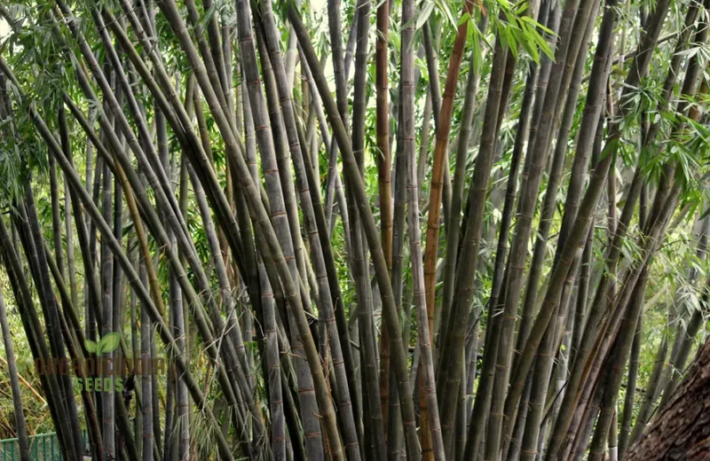 Dendrocalamus Strictus Planting Seeds, Cultivate Your Own Bamboo Haven