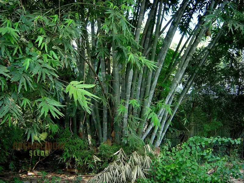 Dendrocalamus Strictus Planting Seeds, Cultivate Your Own Bamboo Haven