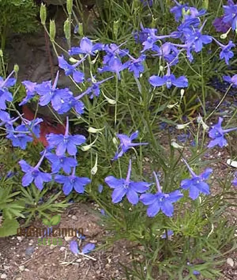 Delphinium Pylzowii Flower Seeds for planting, Stunning Addition to Your Garden