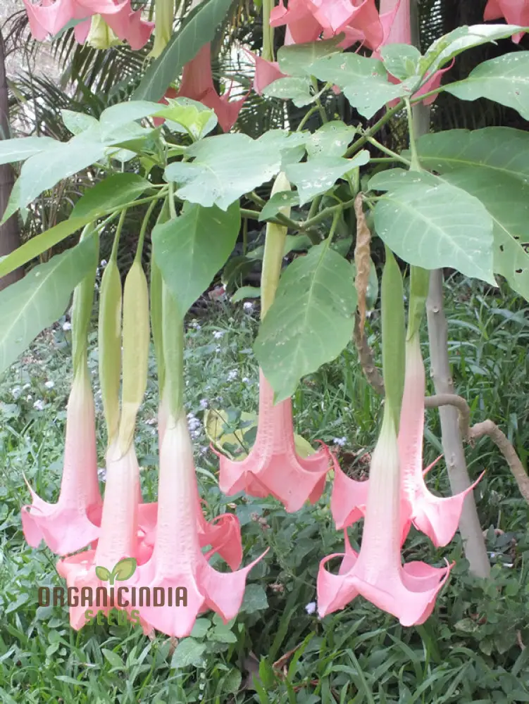 Brugmansia 'Ecuador Pink' Seeds For Planting, Enhance Your Garden with Unique Blooms