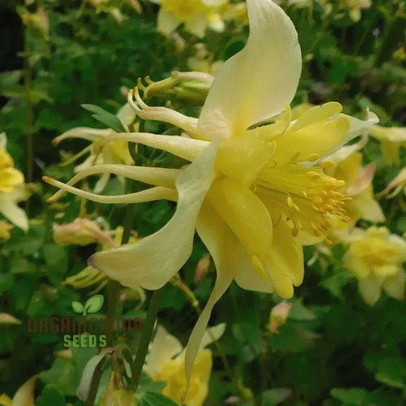 Aquilegia Vulgaris 'Sunbeams' Seeds - Premium Gardening Aquilegia, Beautiful Perennial Flowers for Your Garden